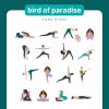 bird of paradise