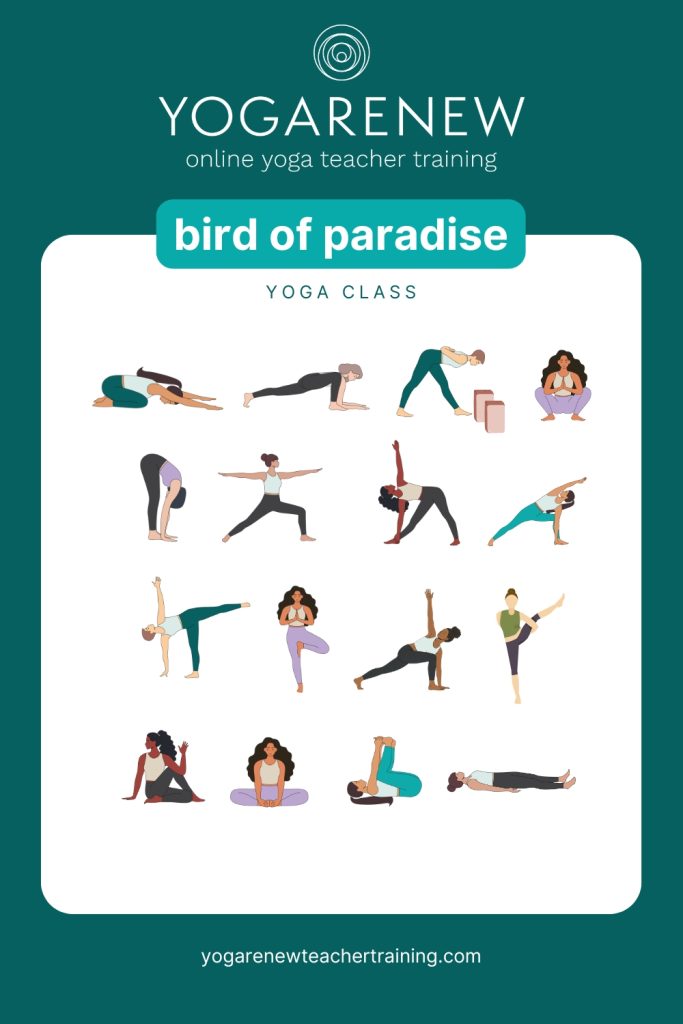 bird of paradise