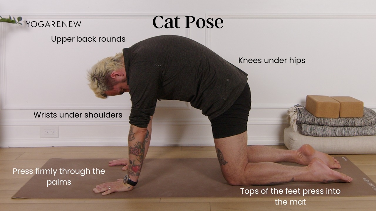 Cat Pose graphic with alignment points: Upper bacl rounds, knees under hips, wrists under shoulders, press firmly through the palms, tops of the feet press into the mat