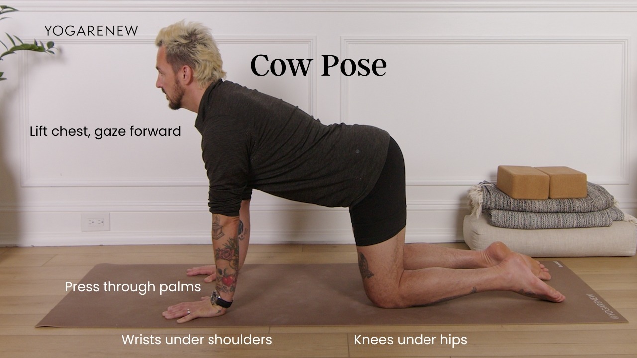 Cow pose alignment graphic: Lift chest, gaze forward, press through palms, knees under hips, wrists under shoulders