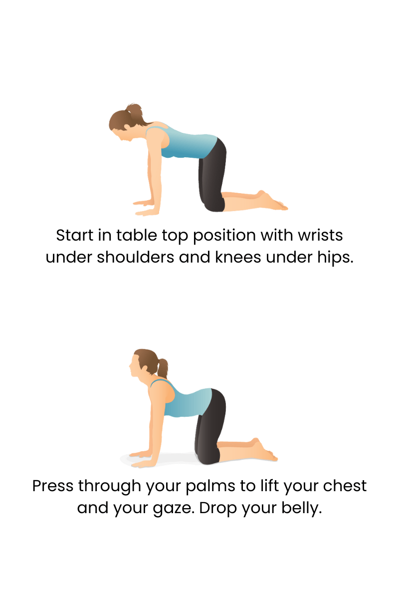 cow pose tutorial graphic