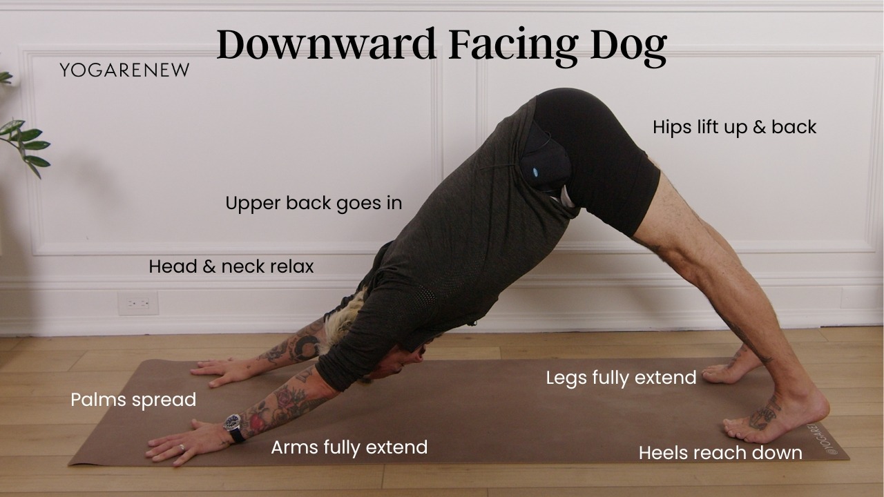 Yogi in Downward Facing Dog