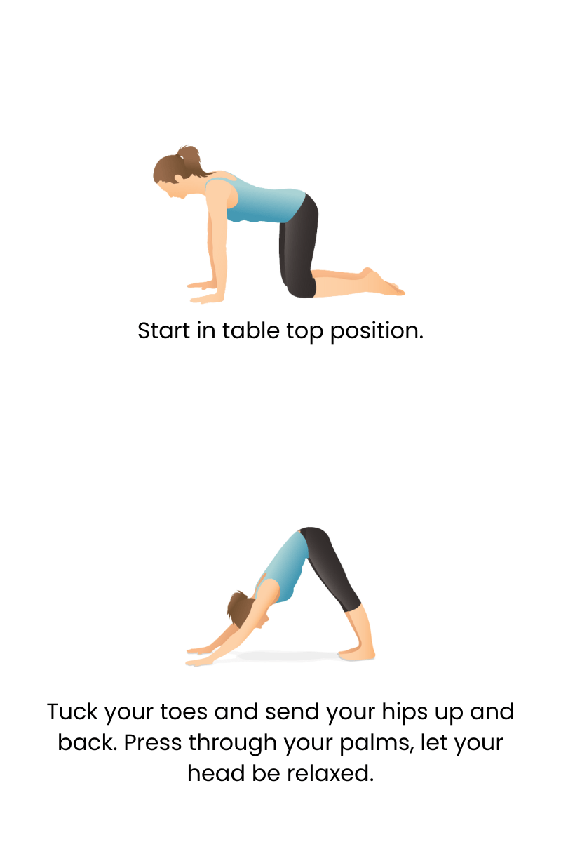 down dog infographic