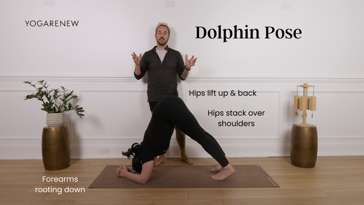 dolphin pose tutorial