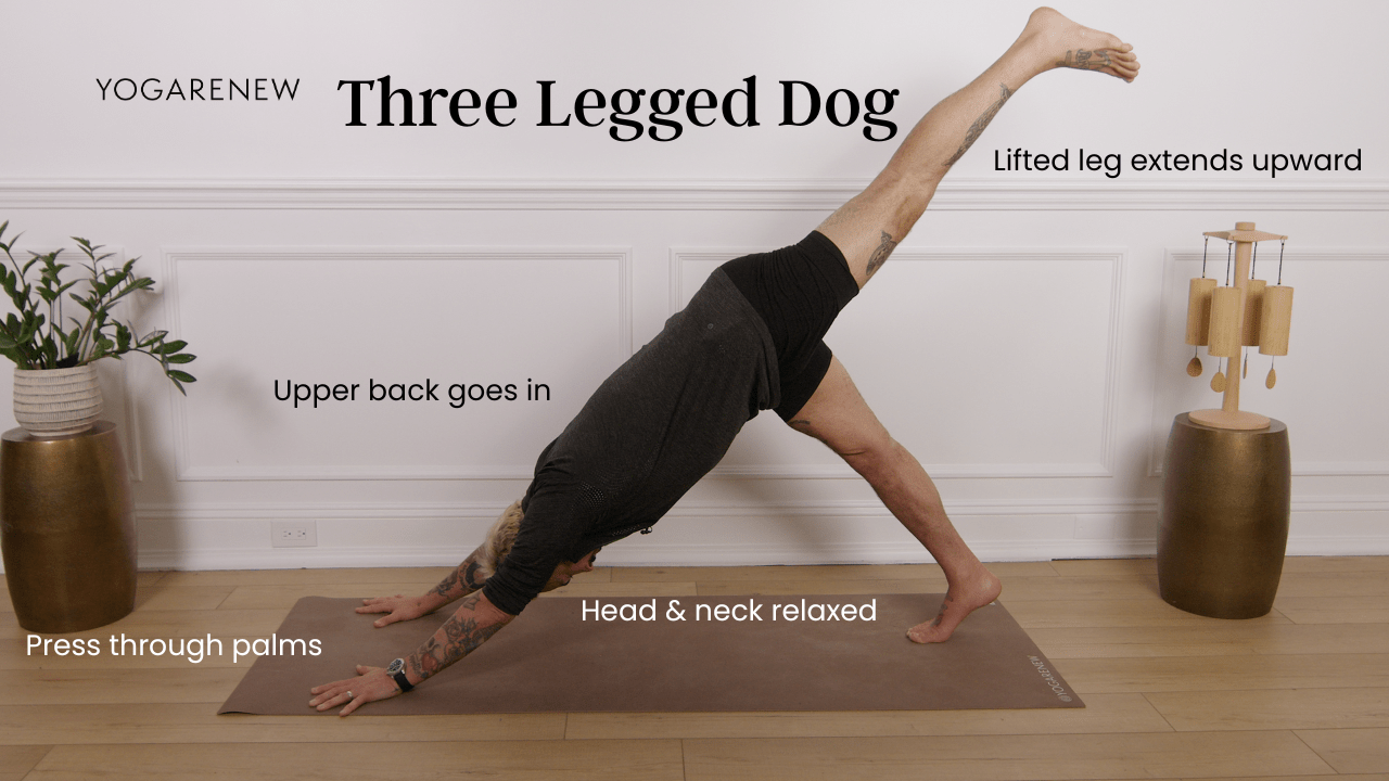 three legged dog