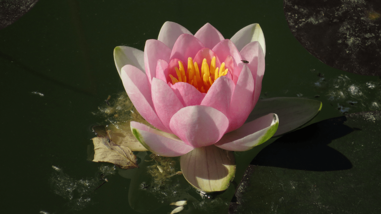 Samadhi - The Goal of Yoga