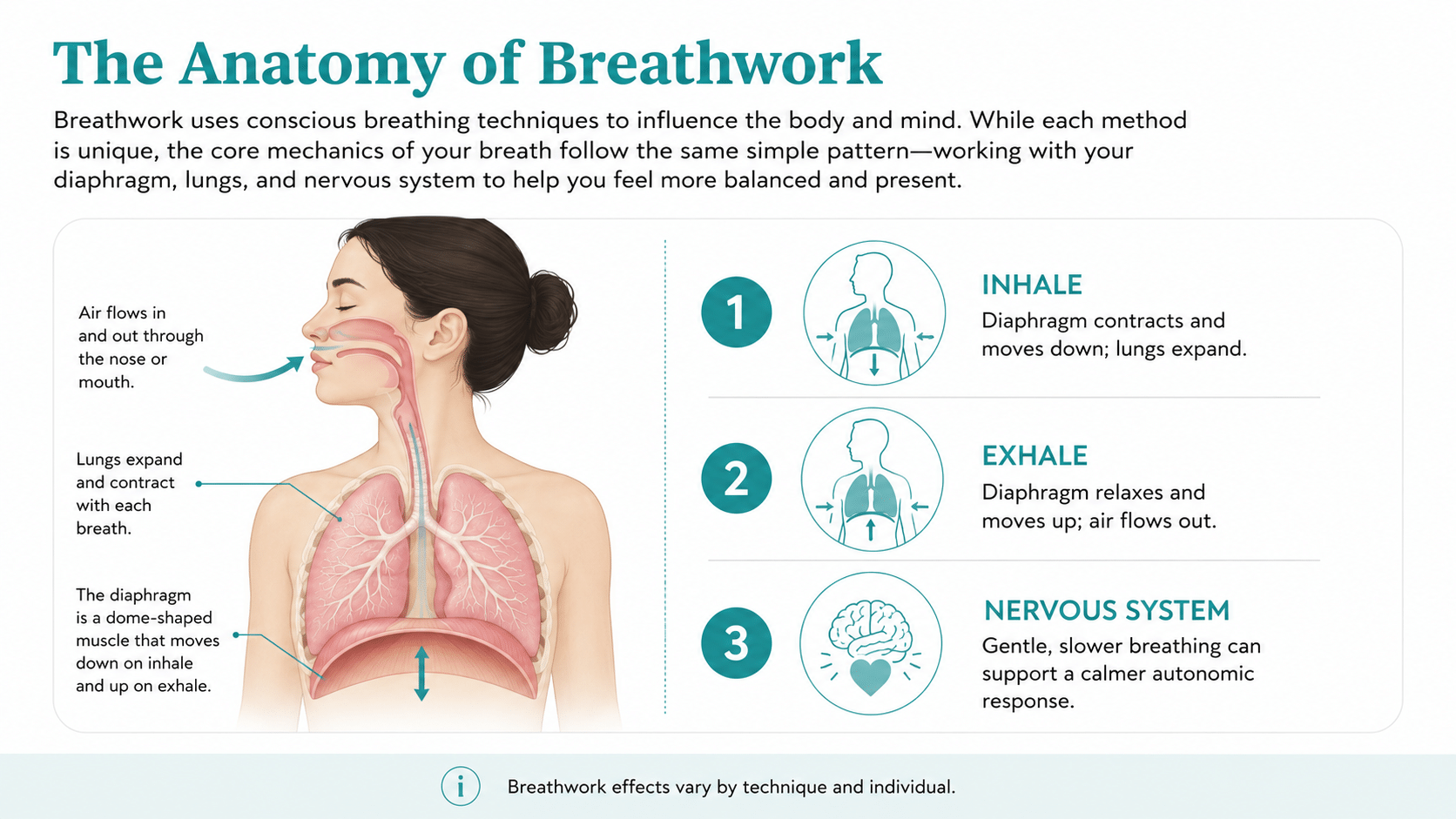 The anatomy of breathwork showing how the diaphragm moves during inhalation and exhalation and how controlled breathing can influence the nervous system.