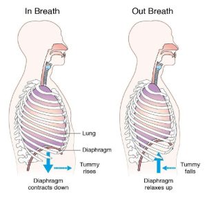 An anatomical diagram of the breath moving throughout the body.